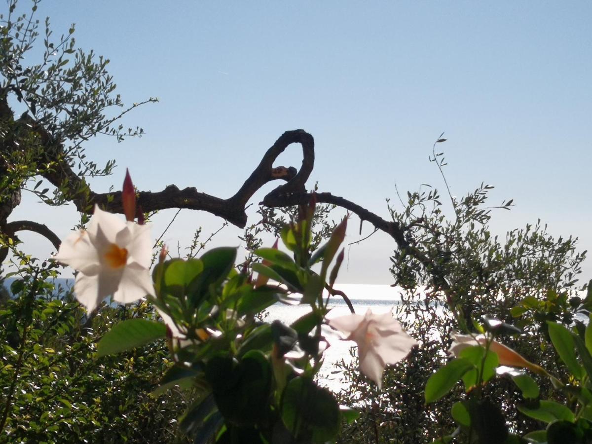 Florinda Lemon'S Suite Cervo Dış mekan fotoğraf