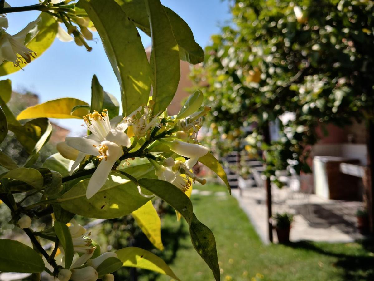 Florinda Lemon'S Suite Cervo Dış mekan fotoğraf