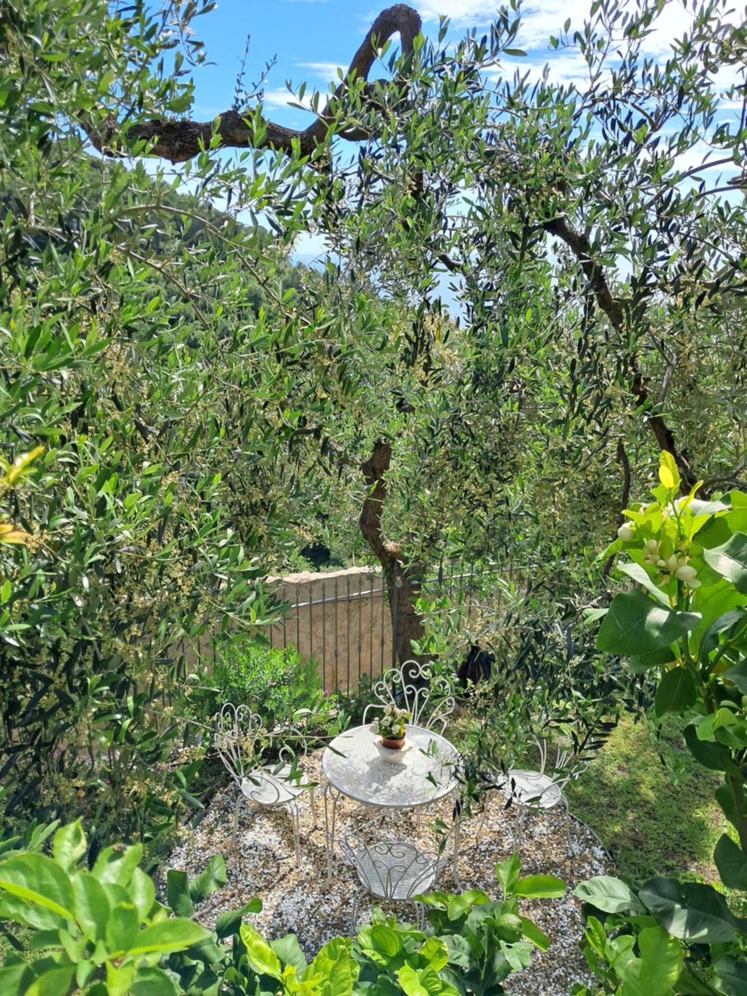 Florinda Lemon'S Suite Cervo Dış mekan fotoğraf